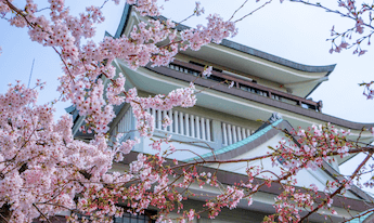 桜と城